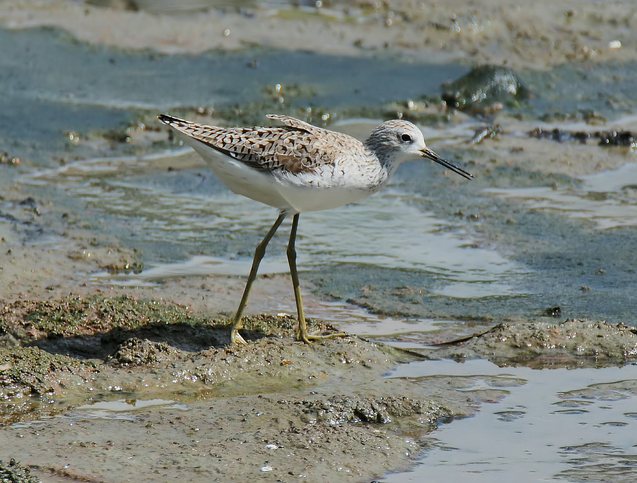 wildlife nature bird free photo