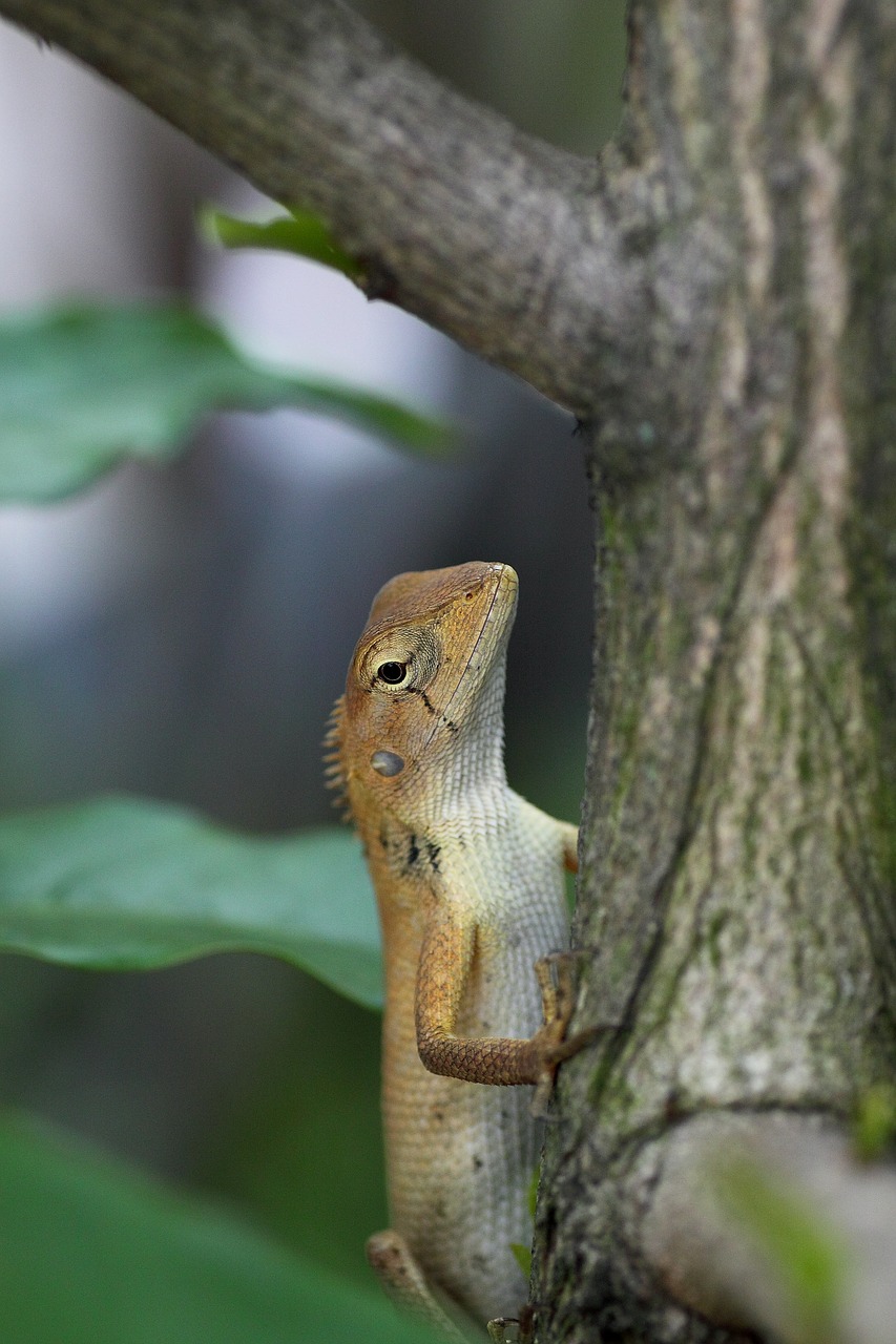 wildlife nature tree free photo