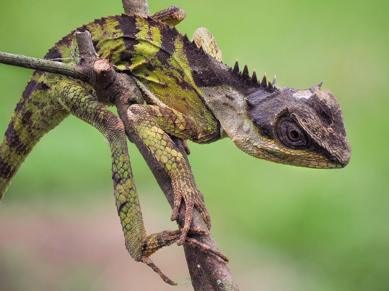 wildlife  salamanders emma  cuc phuong national park free photo