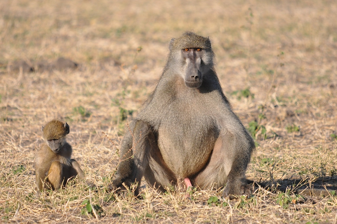 wildlife  monkey  primate free photo