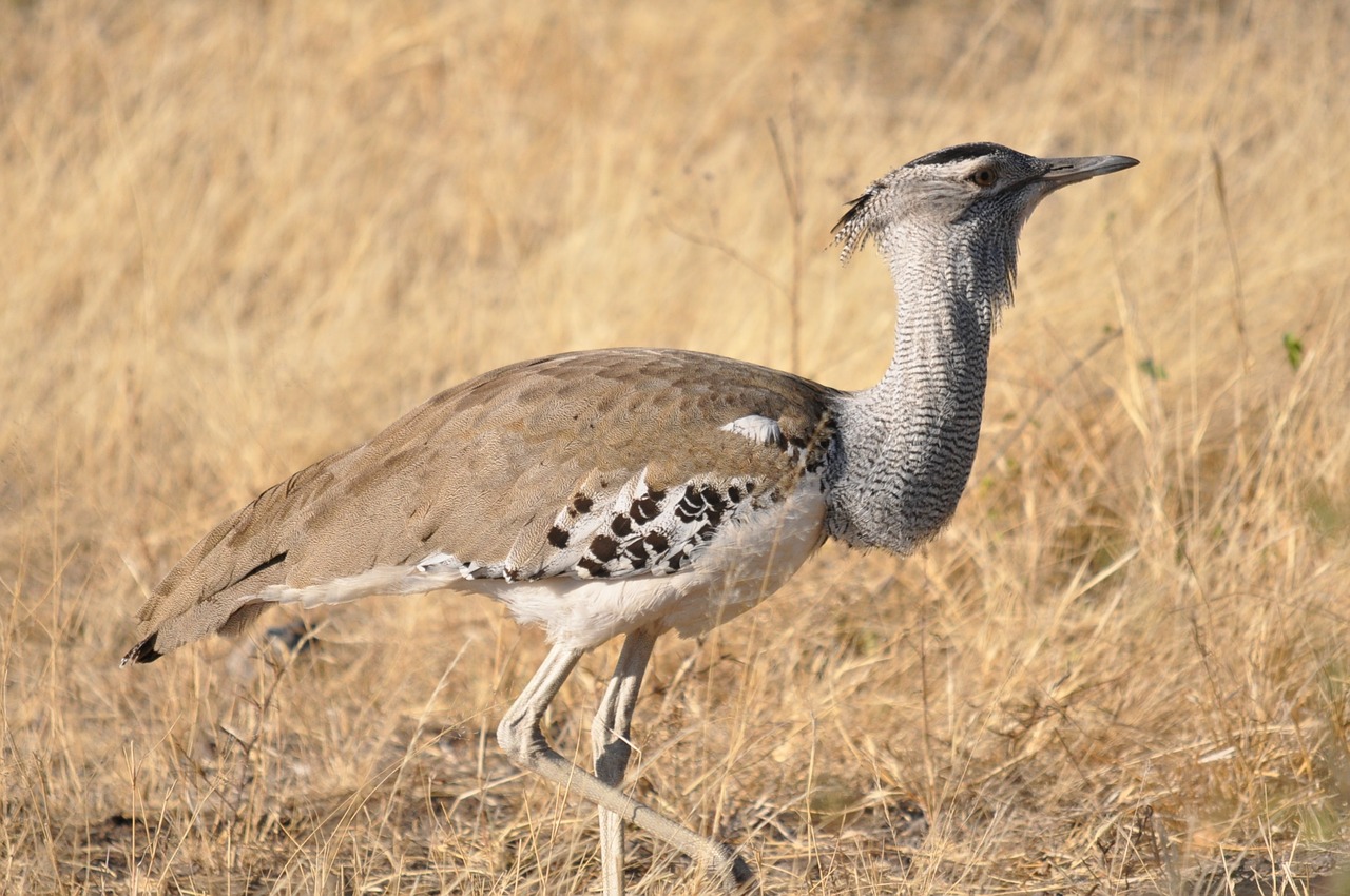 wildlife  bird  nature free photo