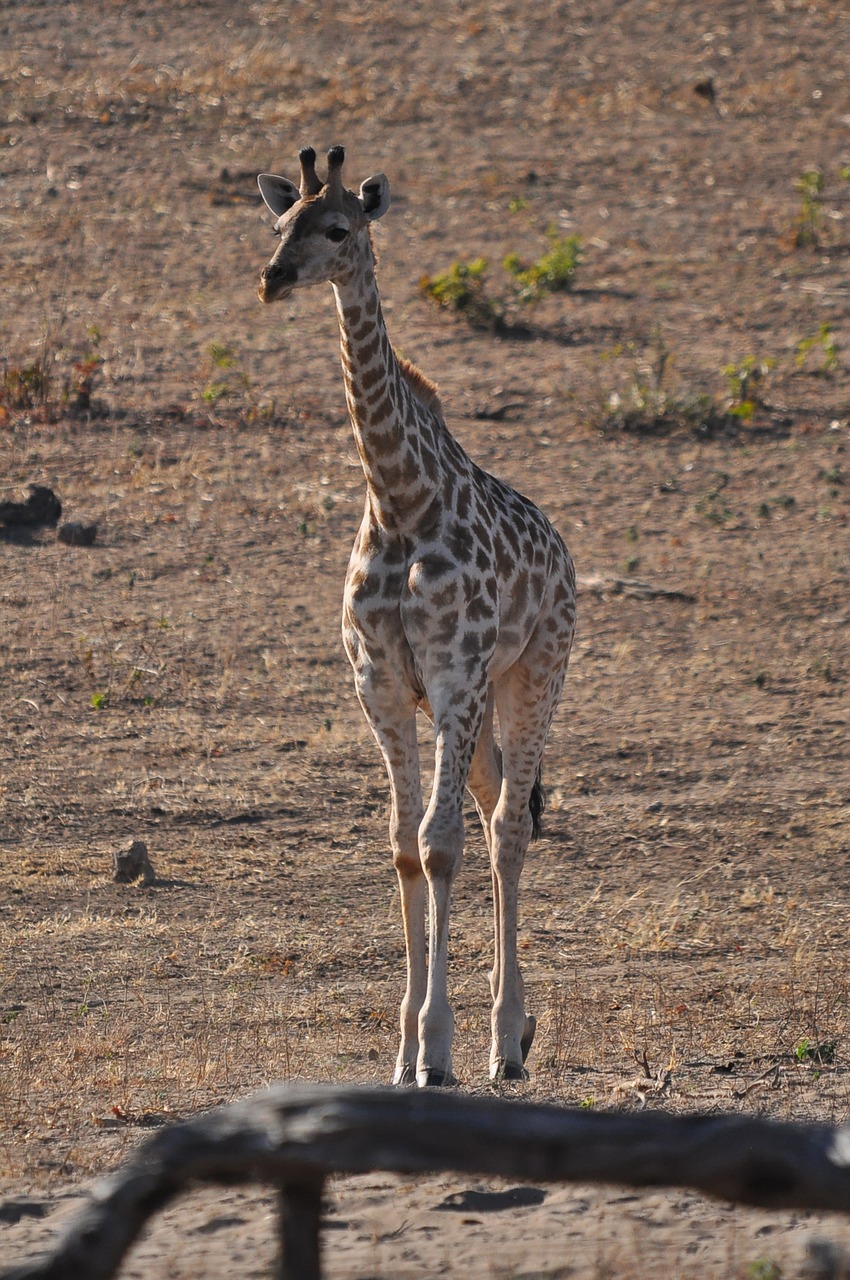 wildlife  nature  neck free photo