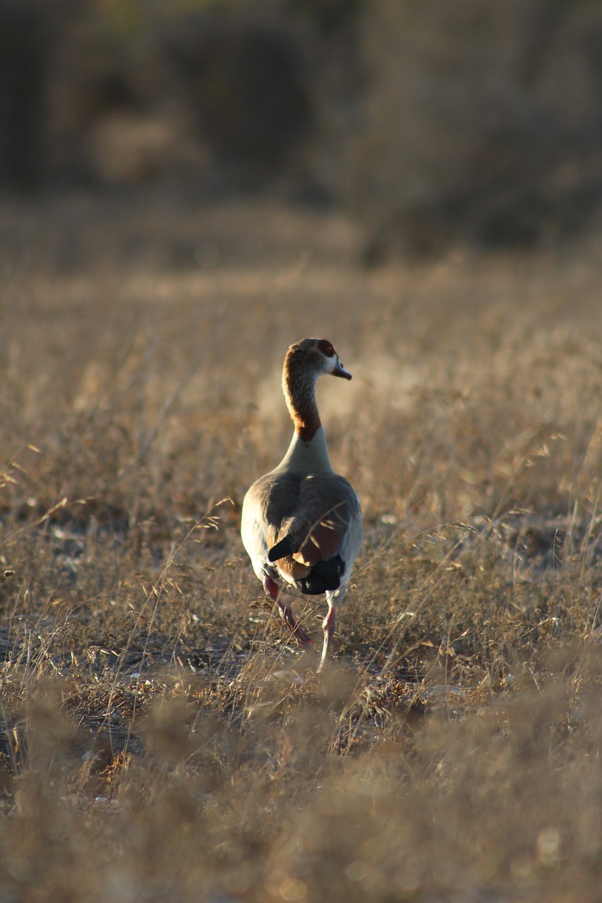 wildlife  bird  nature free photo