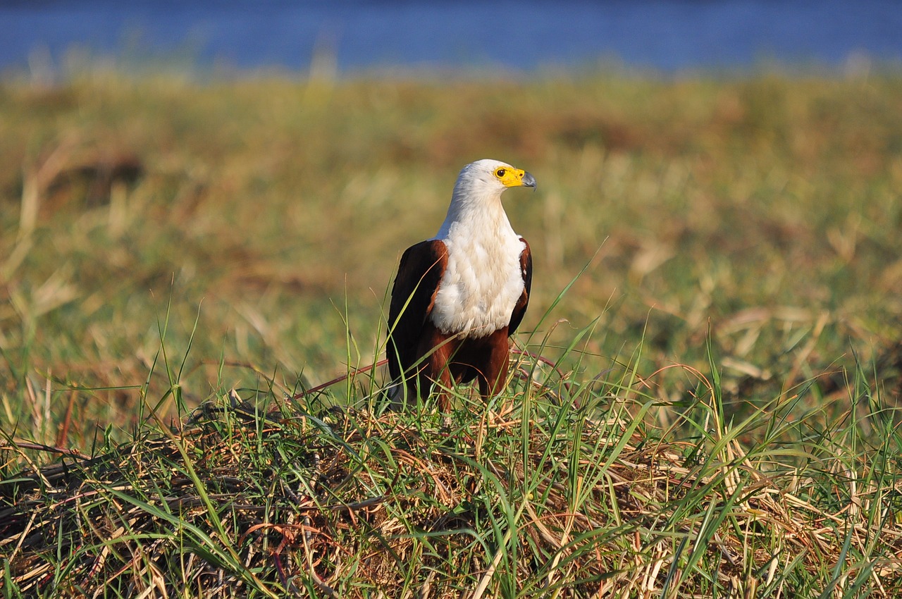 wildlife  bird  nature free photo