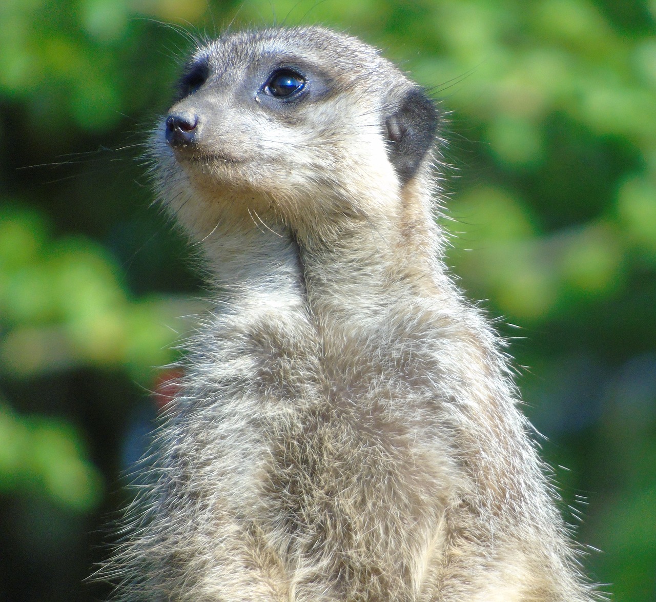 wildlife  meerkat  mammal free photo