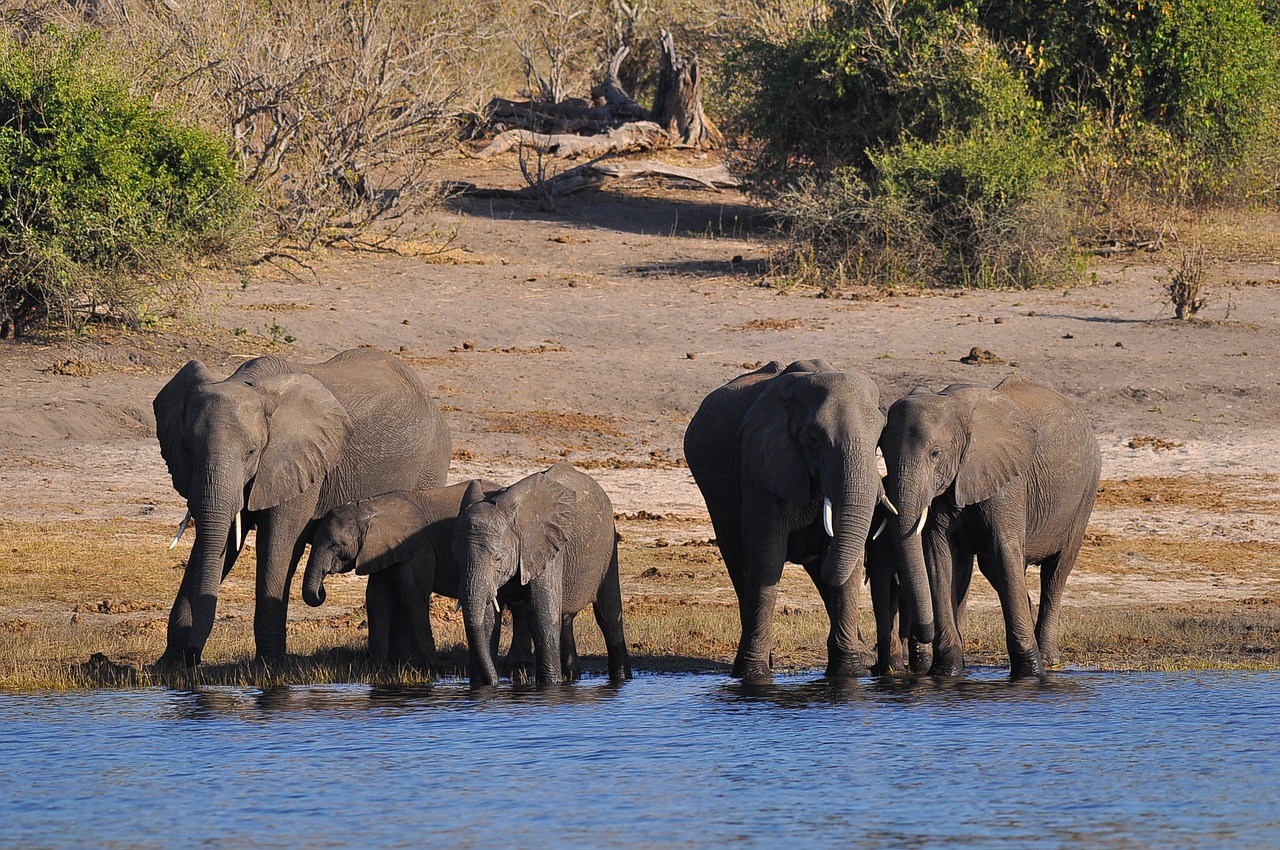 Животный мир Ботсваны дикий