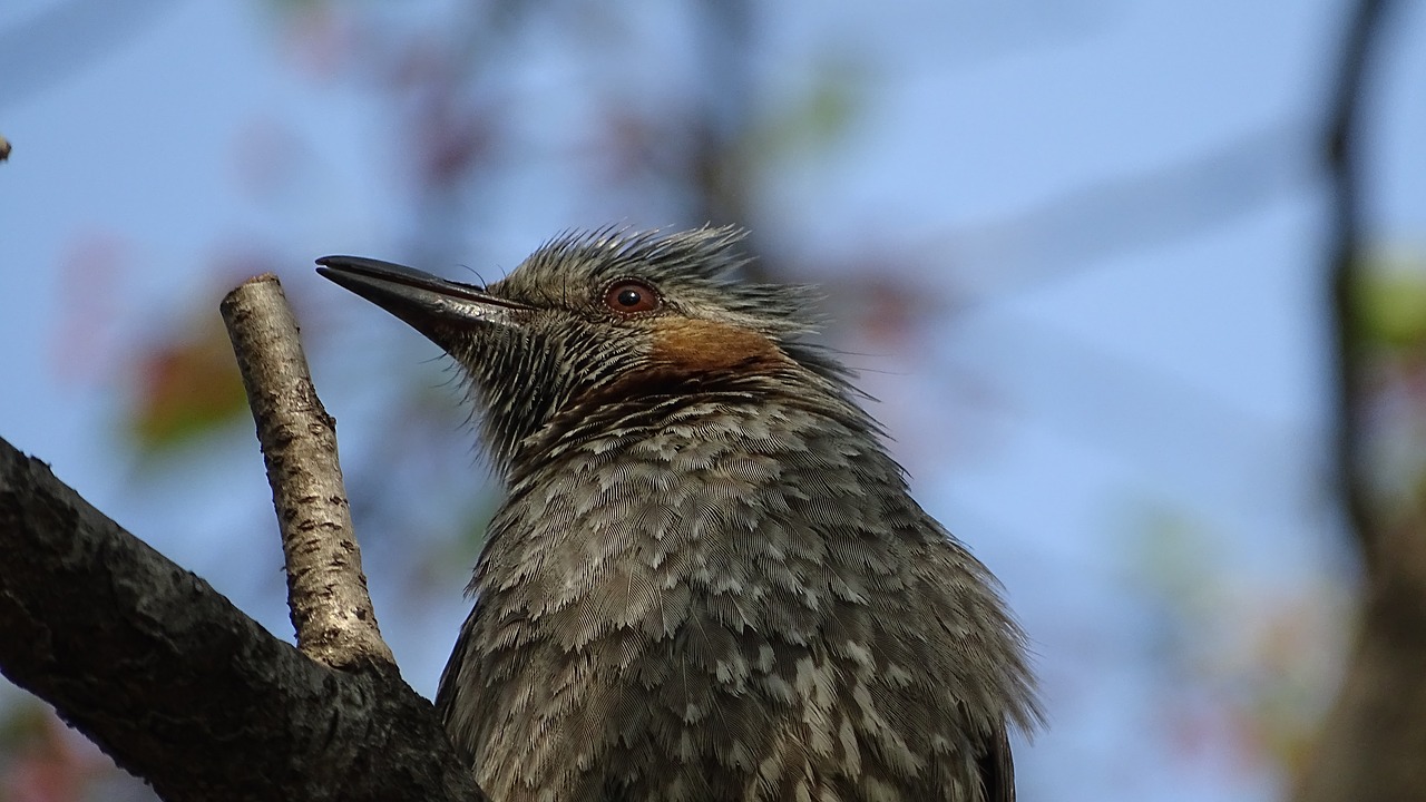 wildlife  nature  new free photo