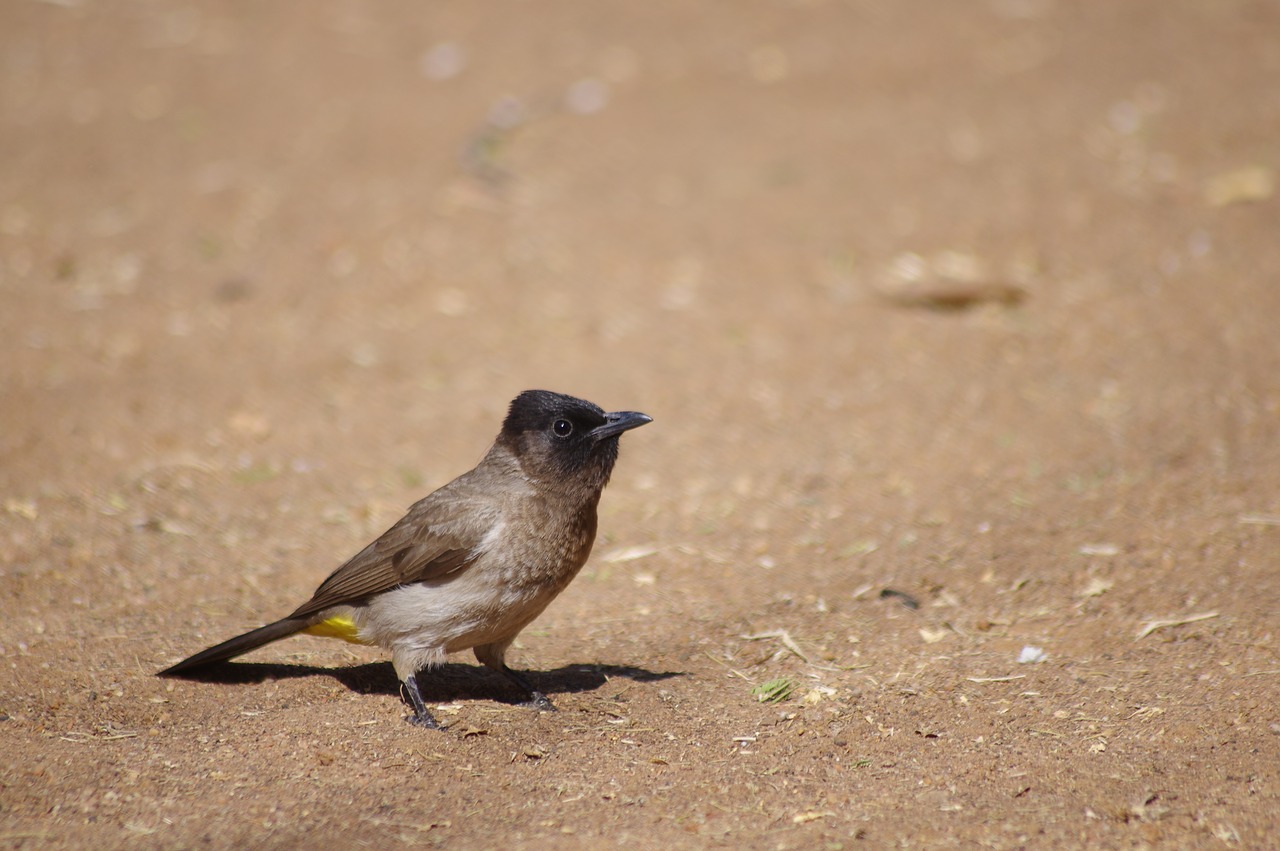 wildlife  bird  nature free photo