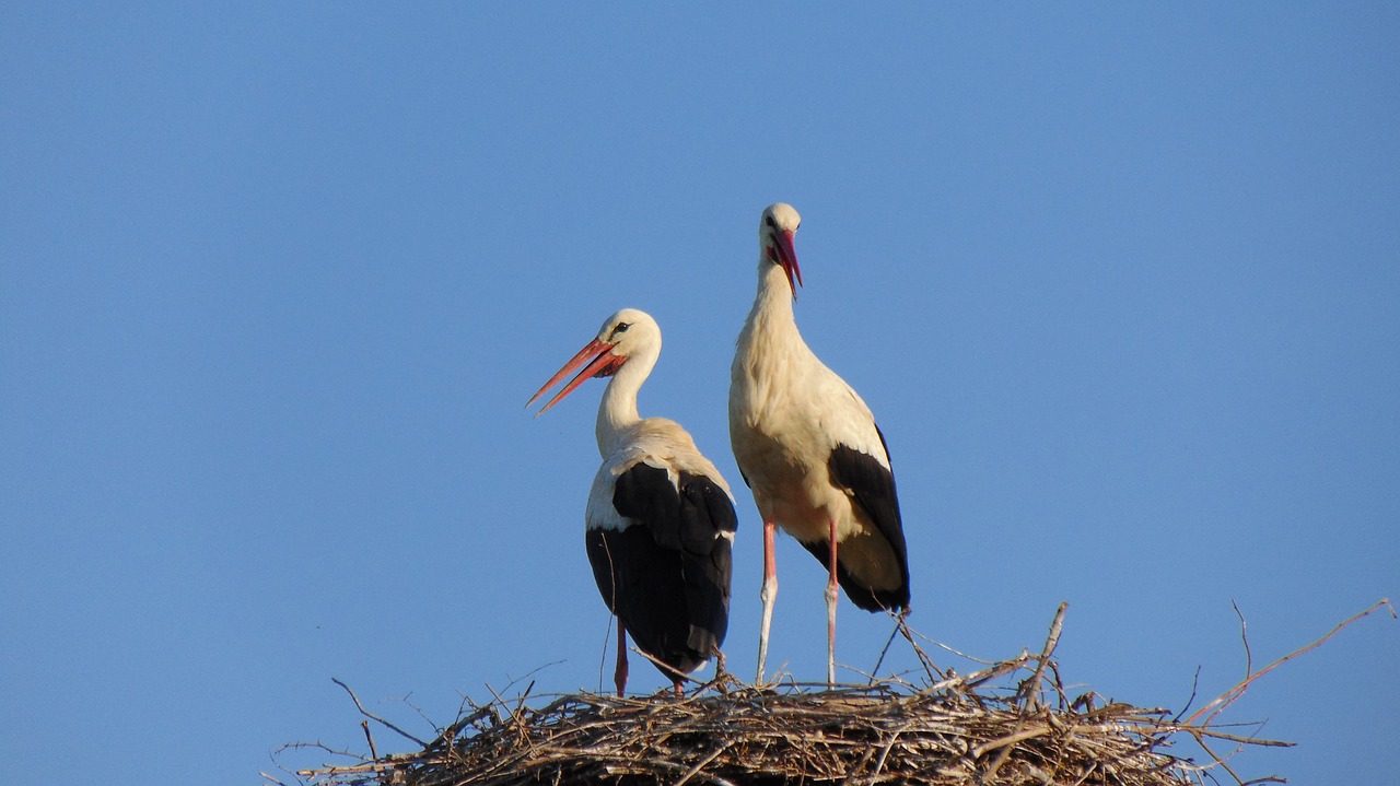 wildlife  bird  nature free photo