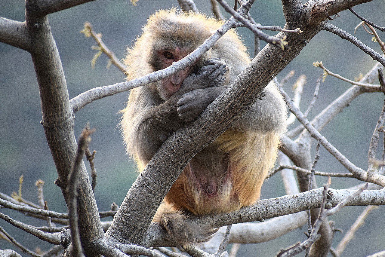 wildlife  nature  tree free photo