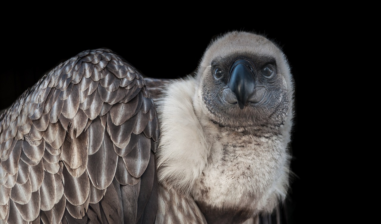 wildlife  bird  vulture free photo