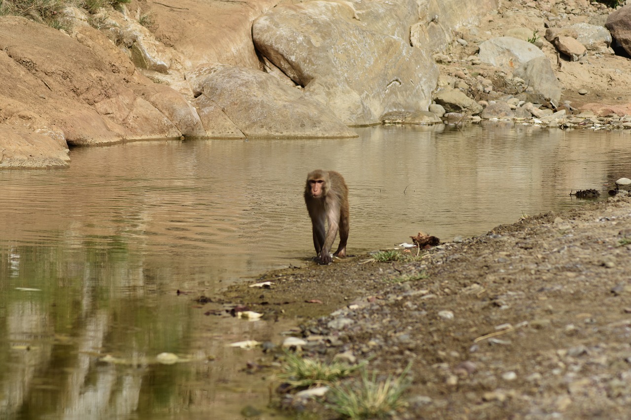 wildlife  monkey  coat baboons free photo