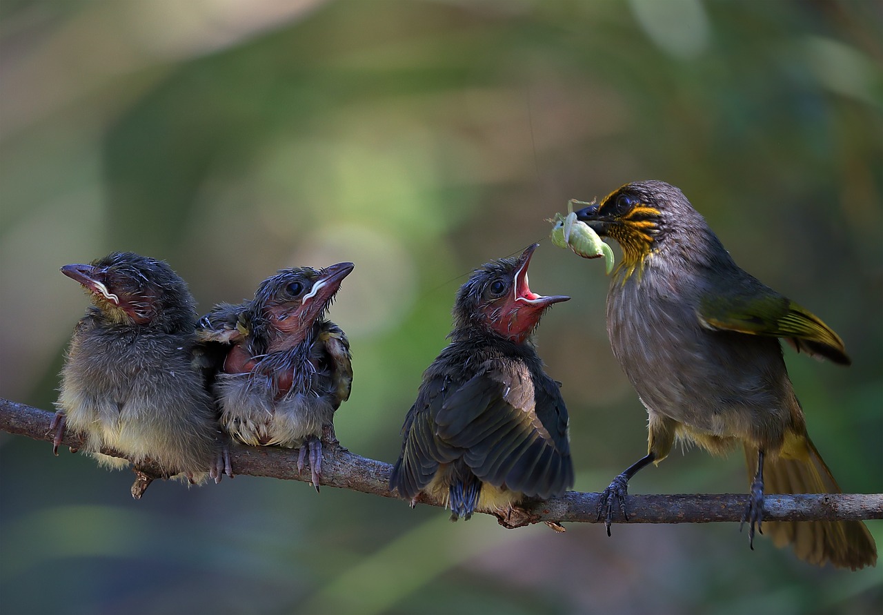 wildlife  sank  feeding free photo