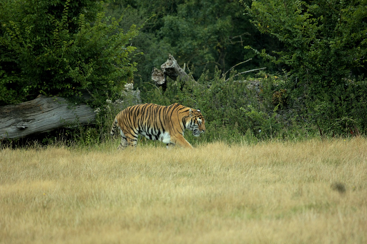 wildlife  tiger  feline free photo