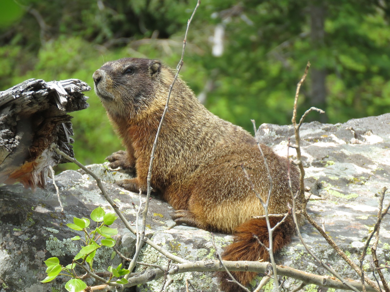 wildlife  rodent  marmots free photo