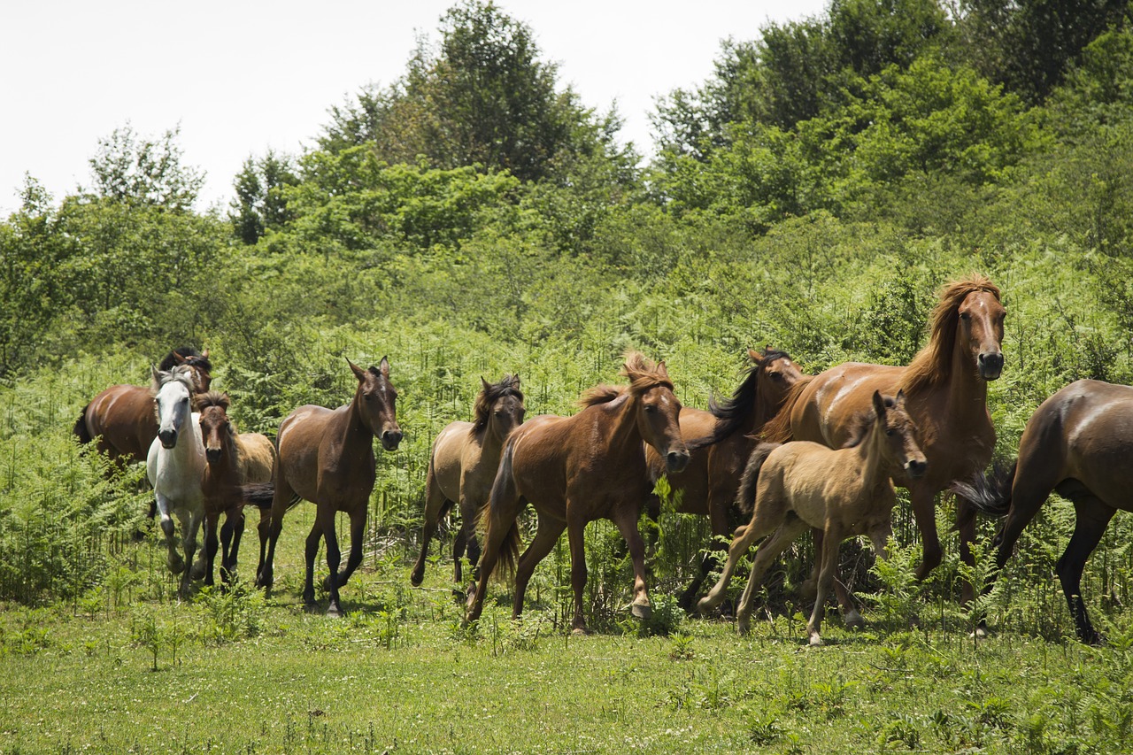 wildlife  horse  animal free photo