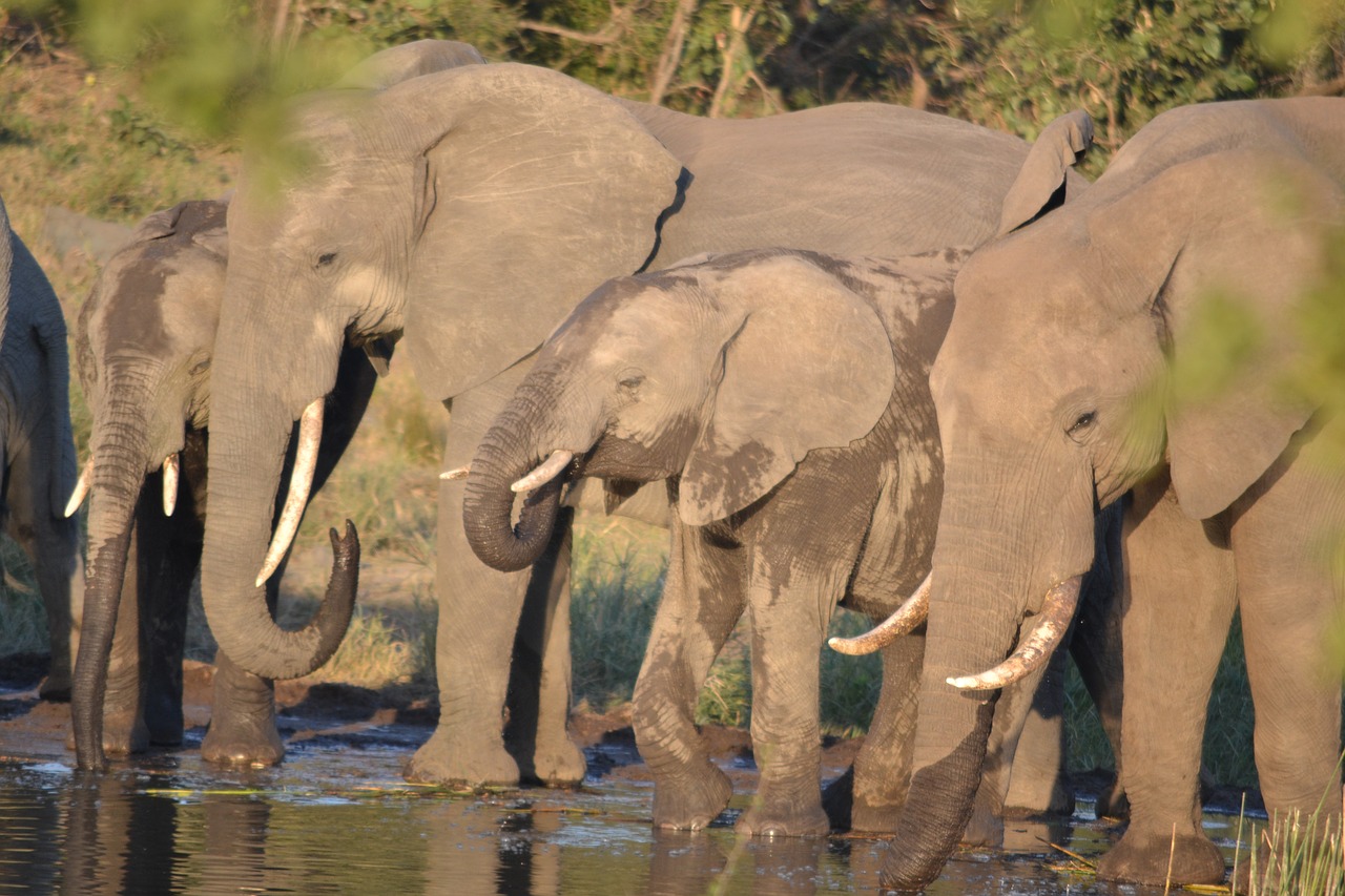 wildlife  elephant  kruger park free photo