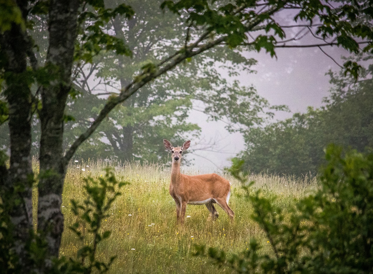 wildlife  deer  canada free photo