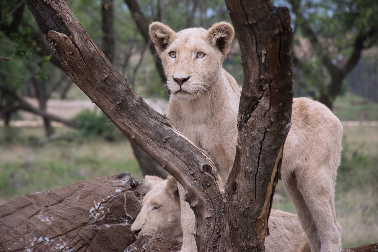 wildlife  nature  lioness free photo