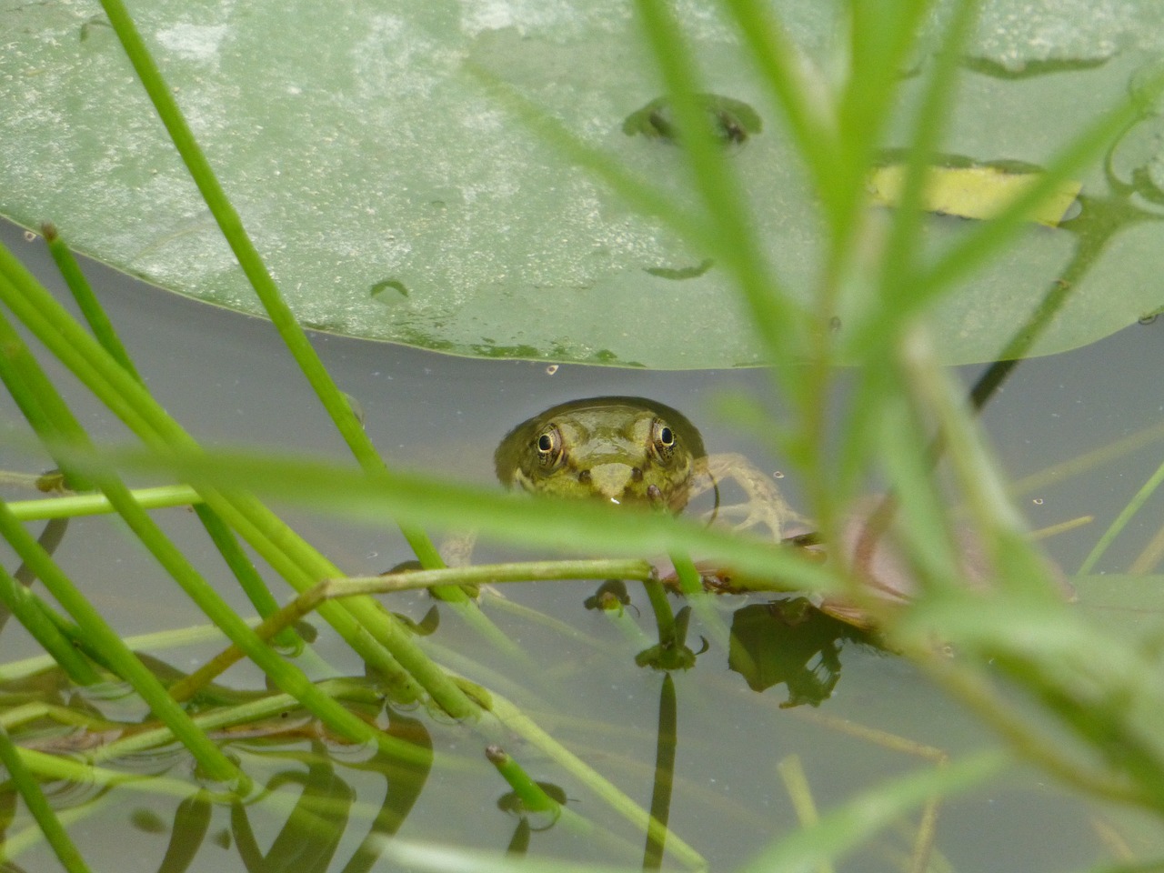 wildlife  pond  green frog free photo