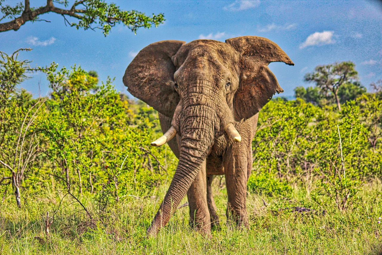 wildlife  elephant  nature free photo