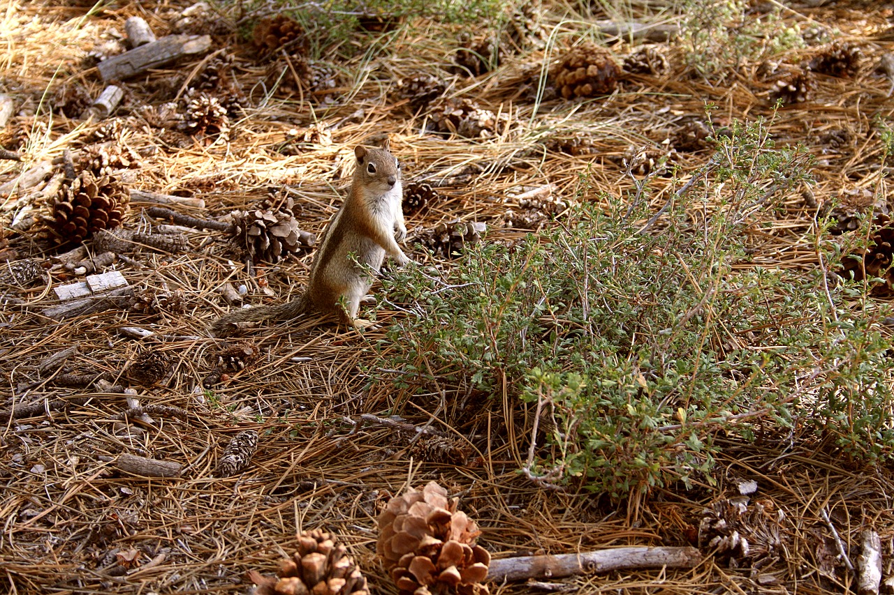 wildlife  squirrel  forest free photo