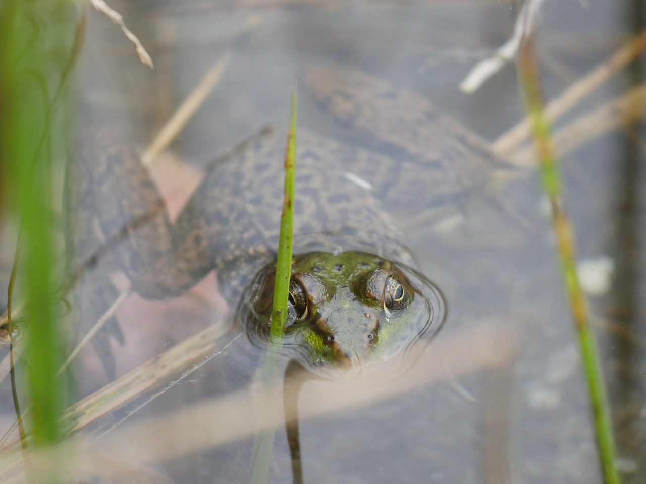 wildlife  frog  amphibian free photo