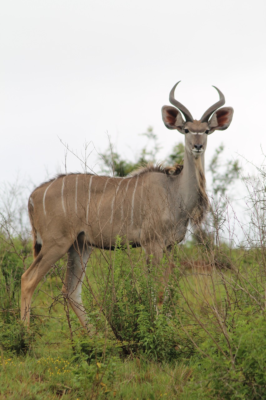 wildlife  buck  kudu free photo