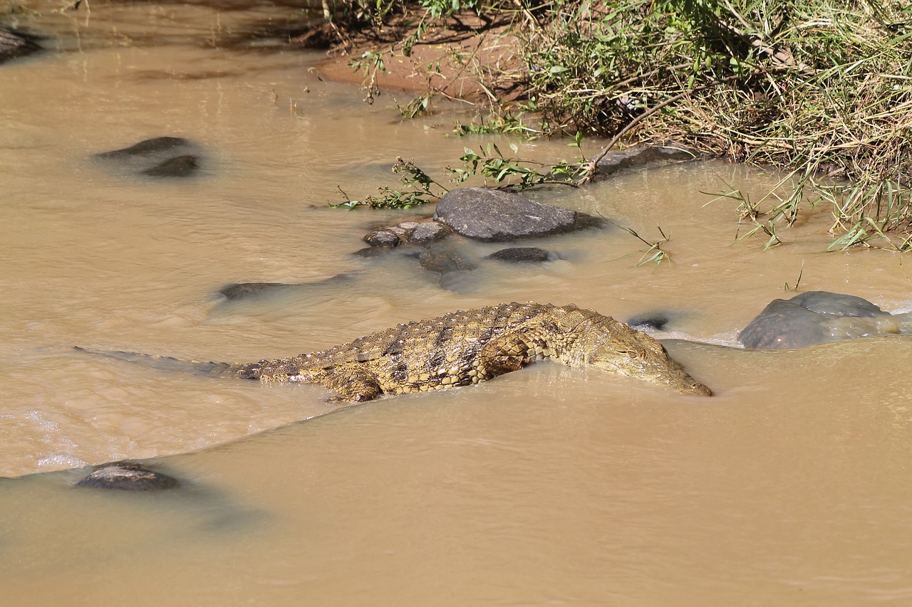 wildlife  crocodile  river free photo