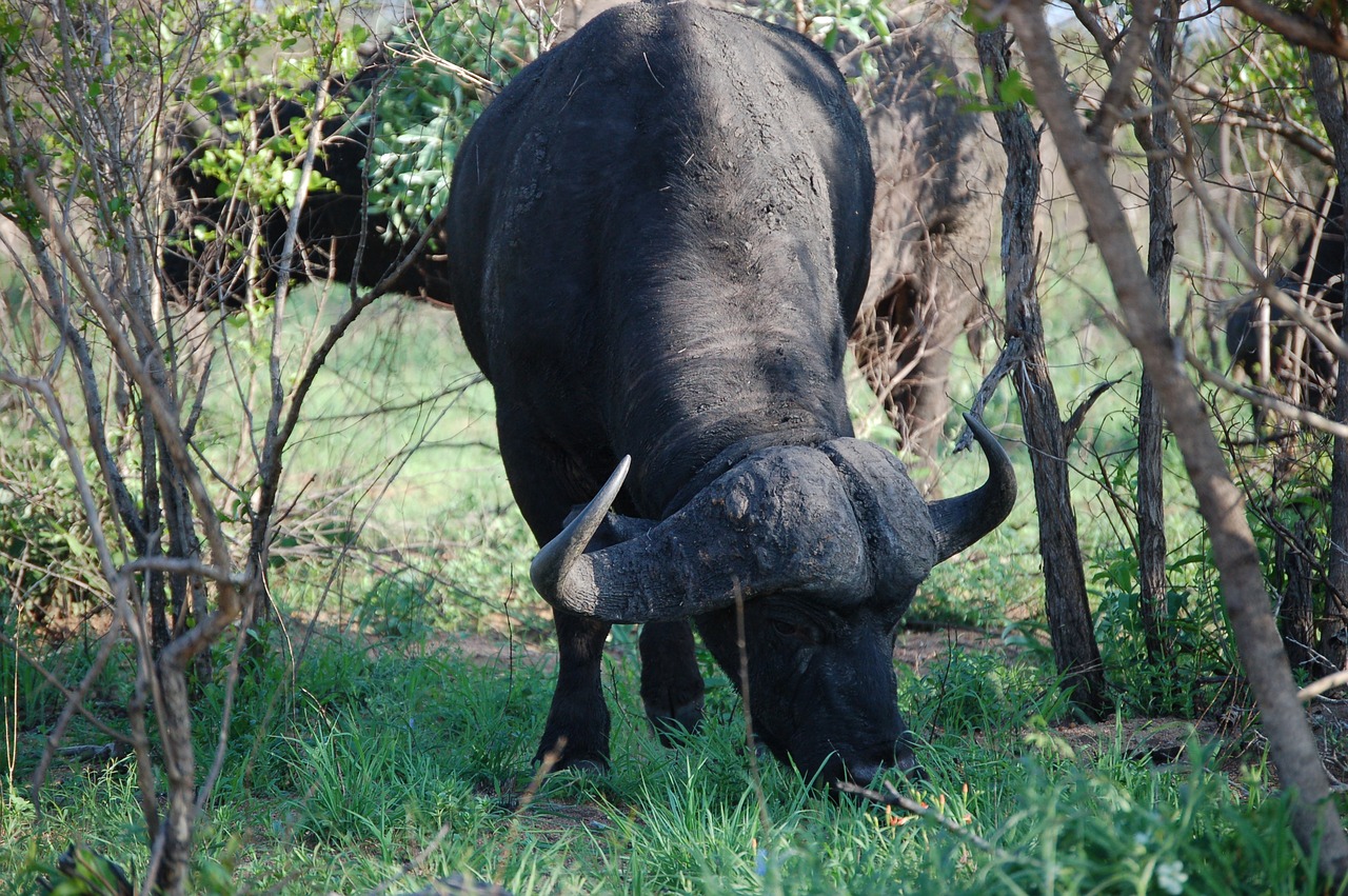 wildlife  savanna  landscape free photo