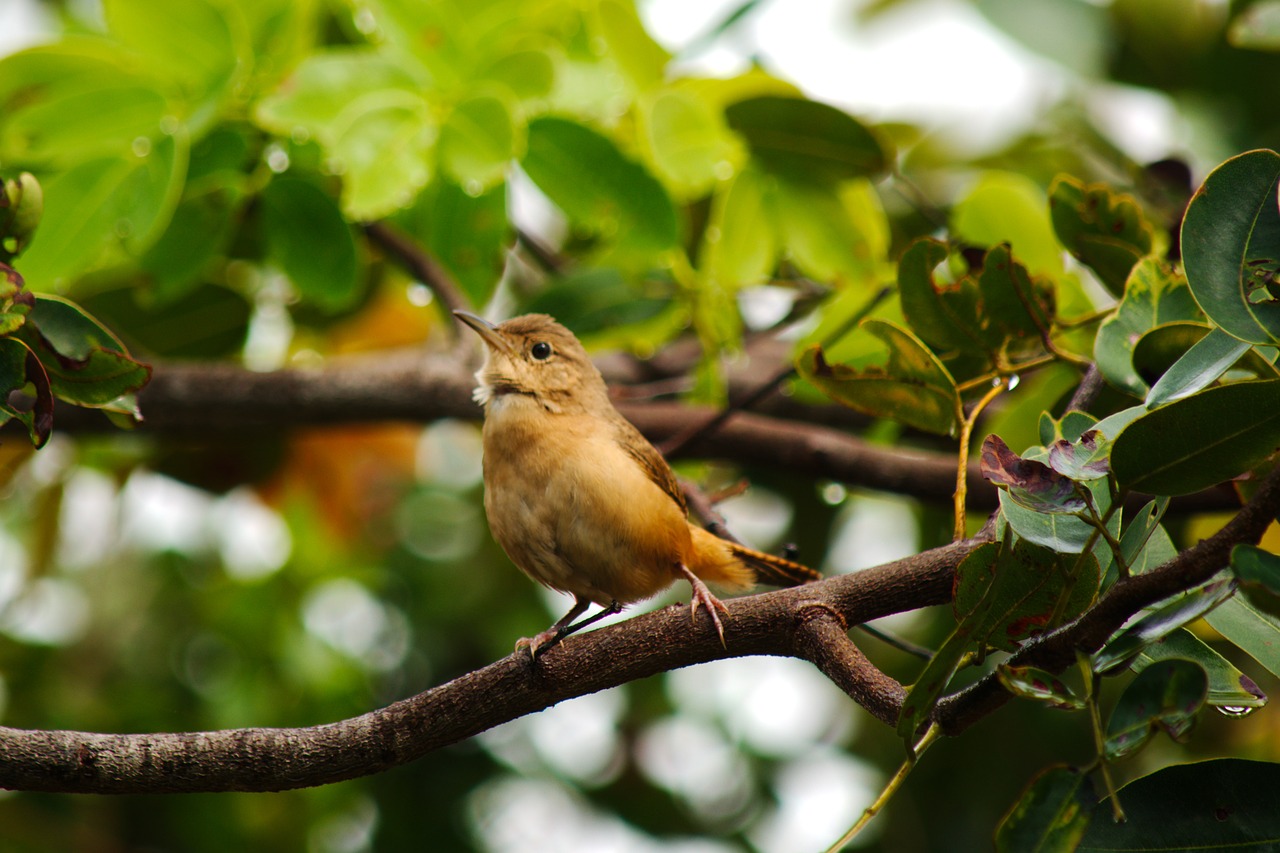 wildlife  bird  birdie free photo