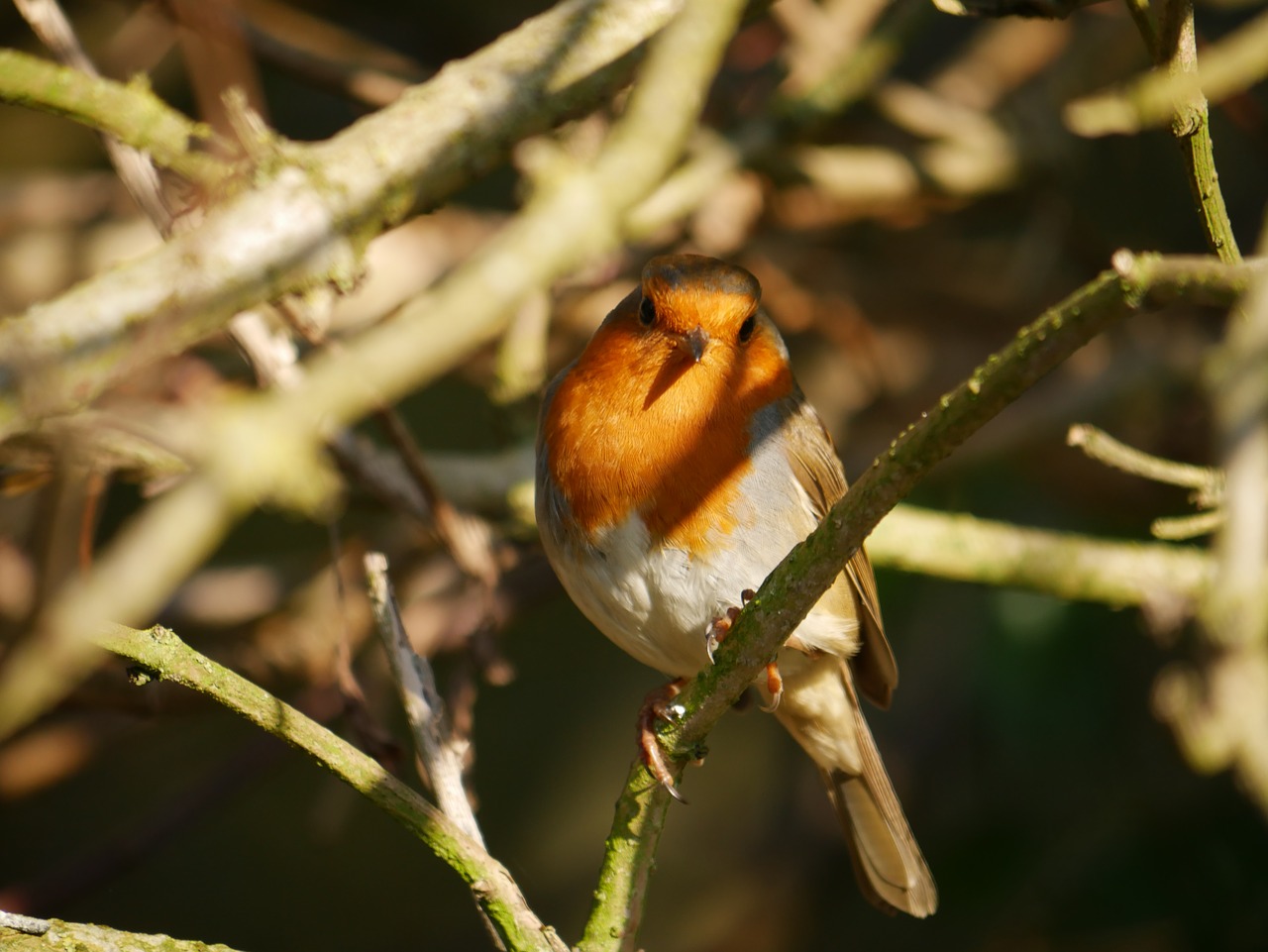 wildlife  robin  wild free photo