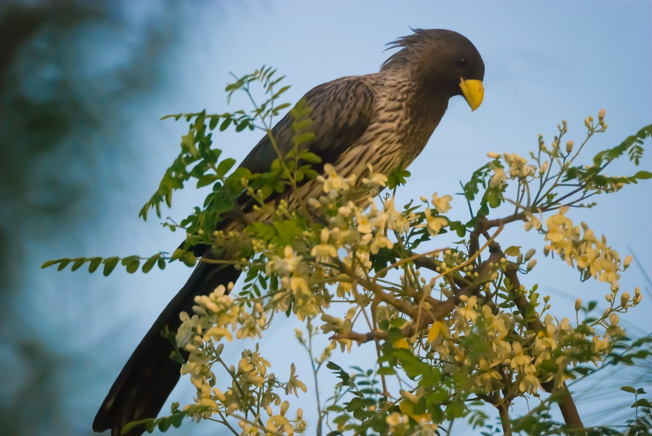 wildlife  bird  nature free photo