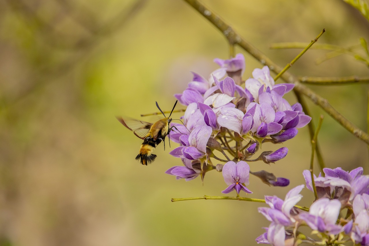 wildlife  moth  flower free photo