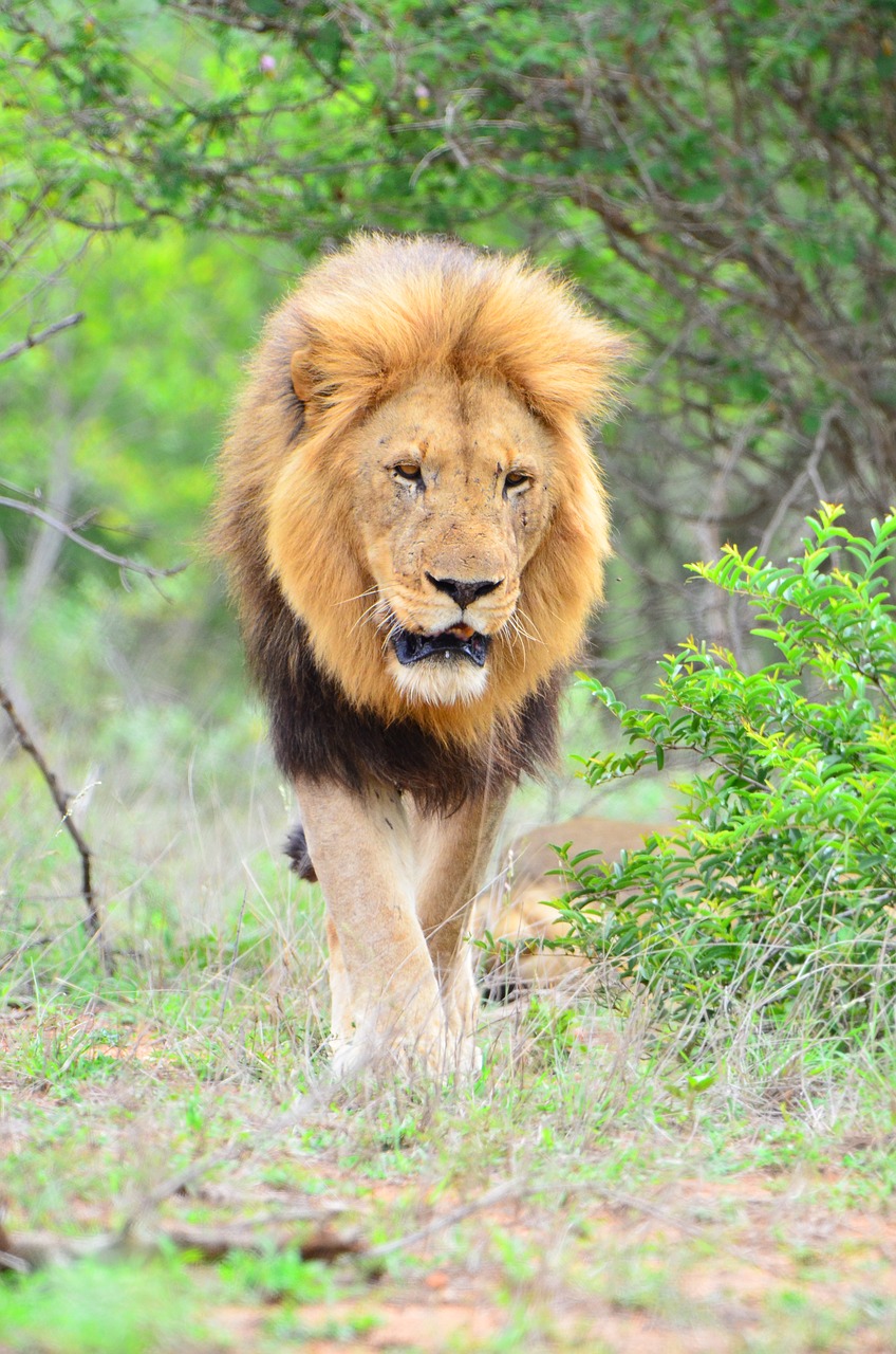 wildlife  lion  kruger national park free photo