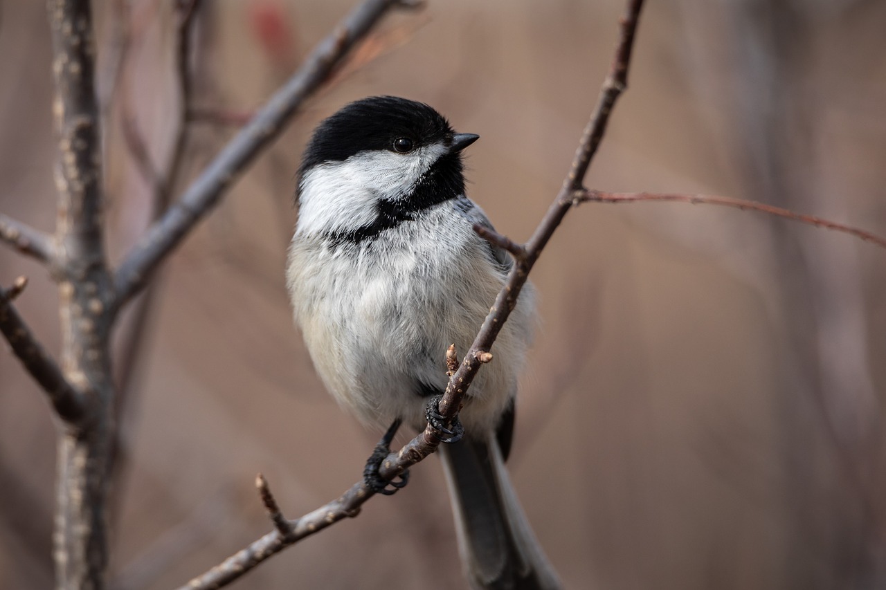 wildlife  nature  birds free photo