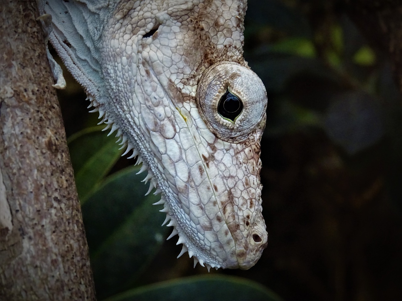 wildlife  eyes  zoo free photo