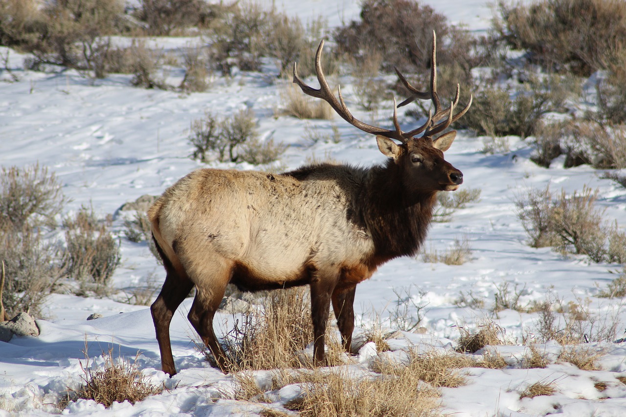 wildlife  elk  bull free photo
