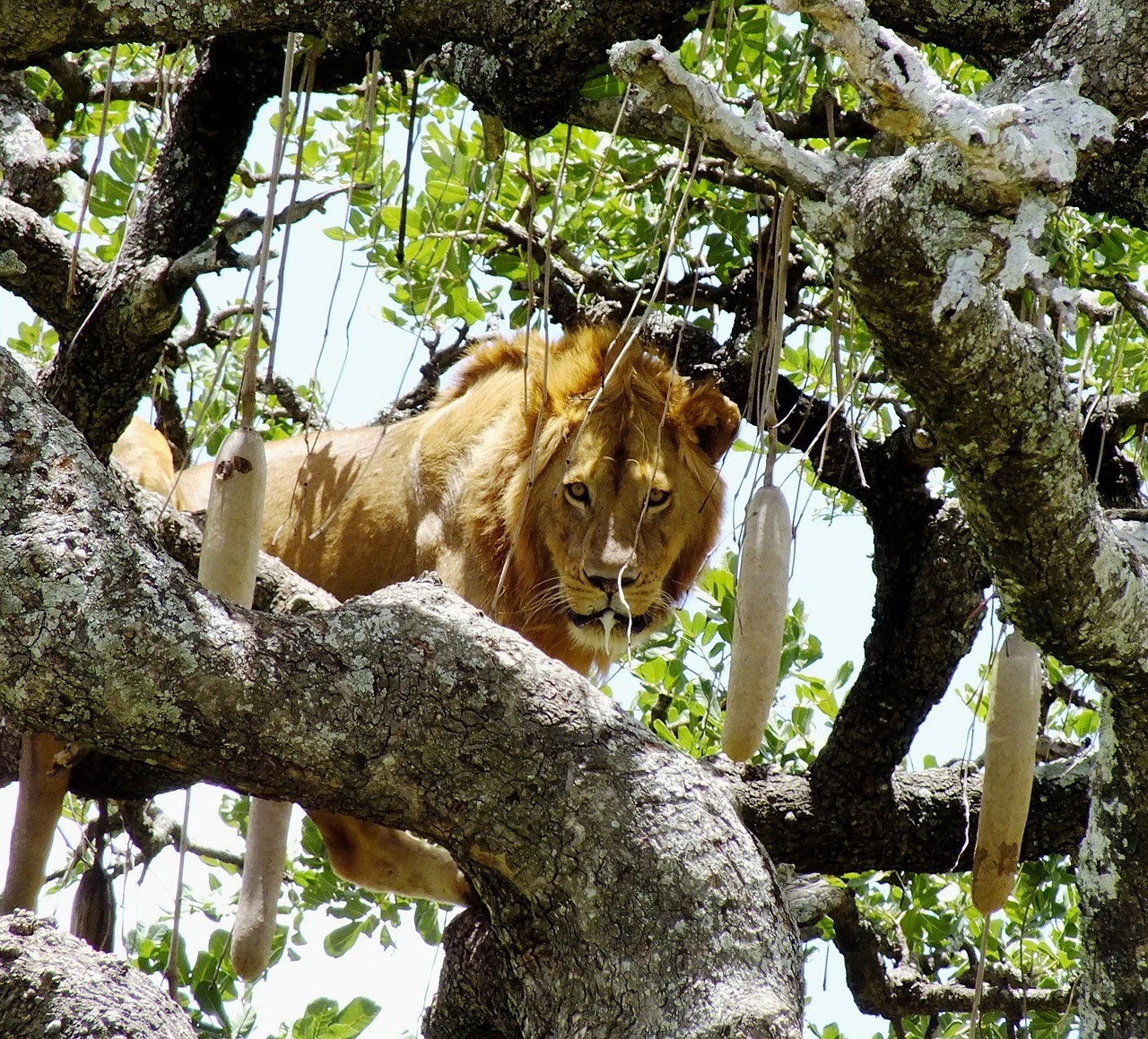 wildlife lion on tree animal free photo