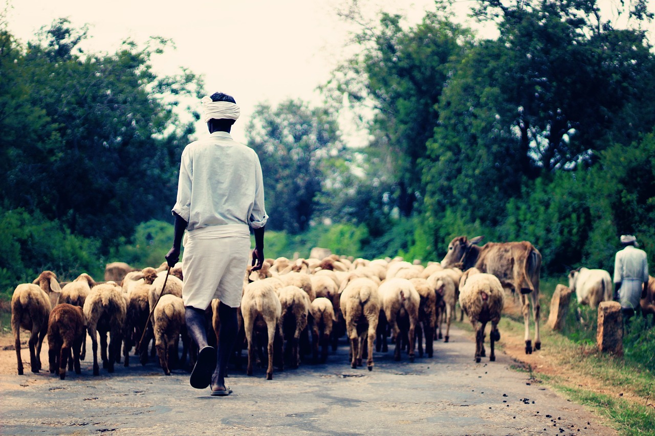 wildlife countryside shepherd free photo