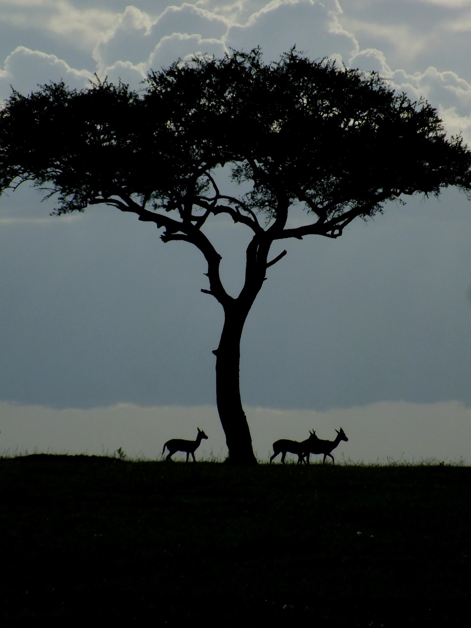 wildlife gazelle dawn free photo