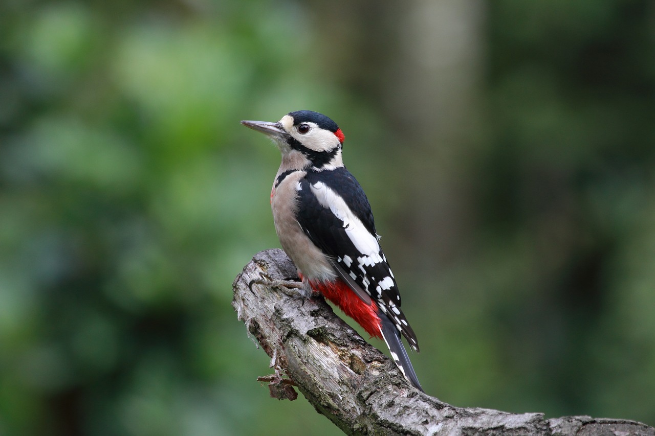great spotted woodpecker woodpecker wildlife free photo