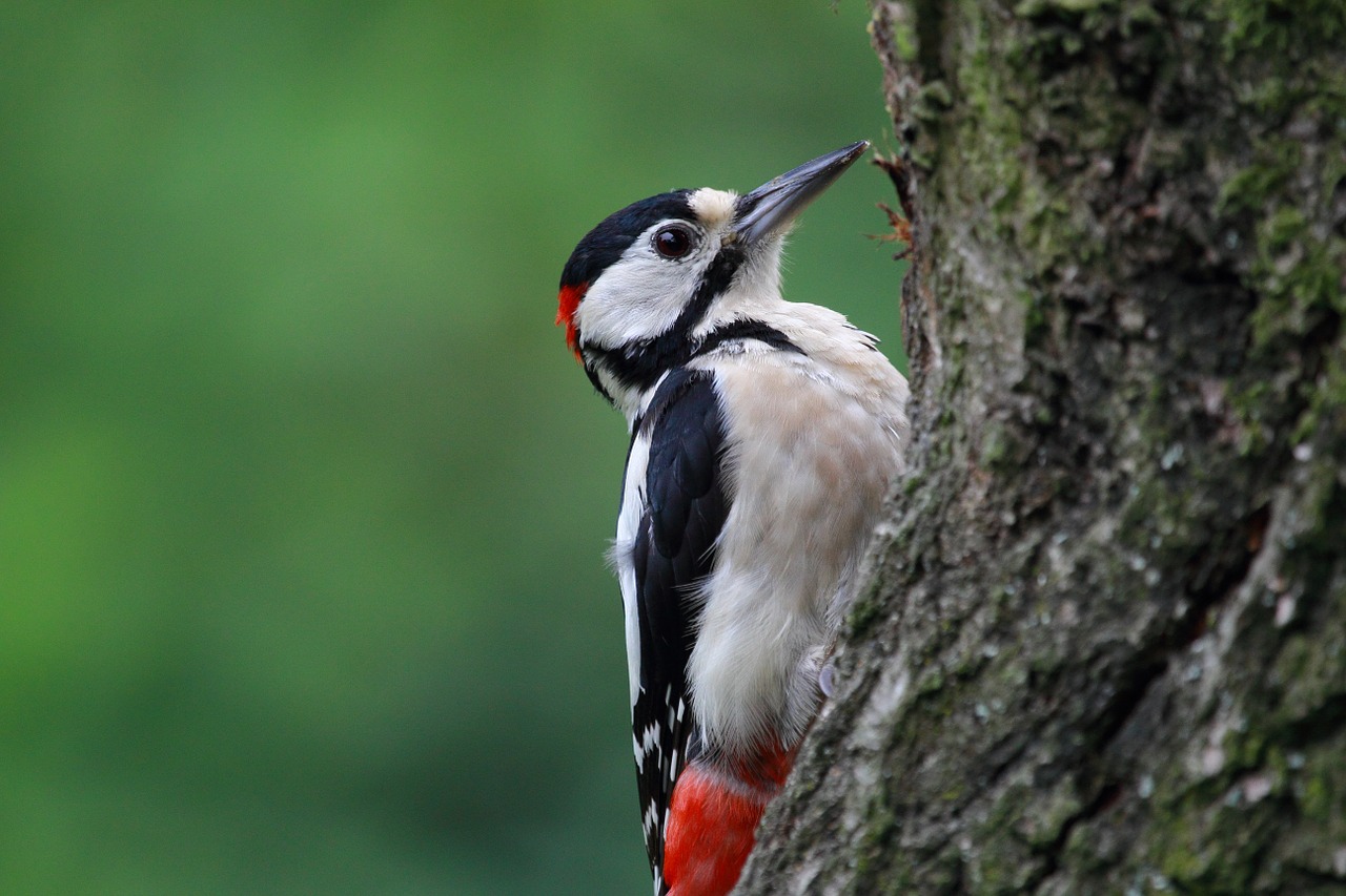 wildlife bird great spotted woodpecker free photo
