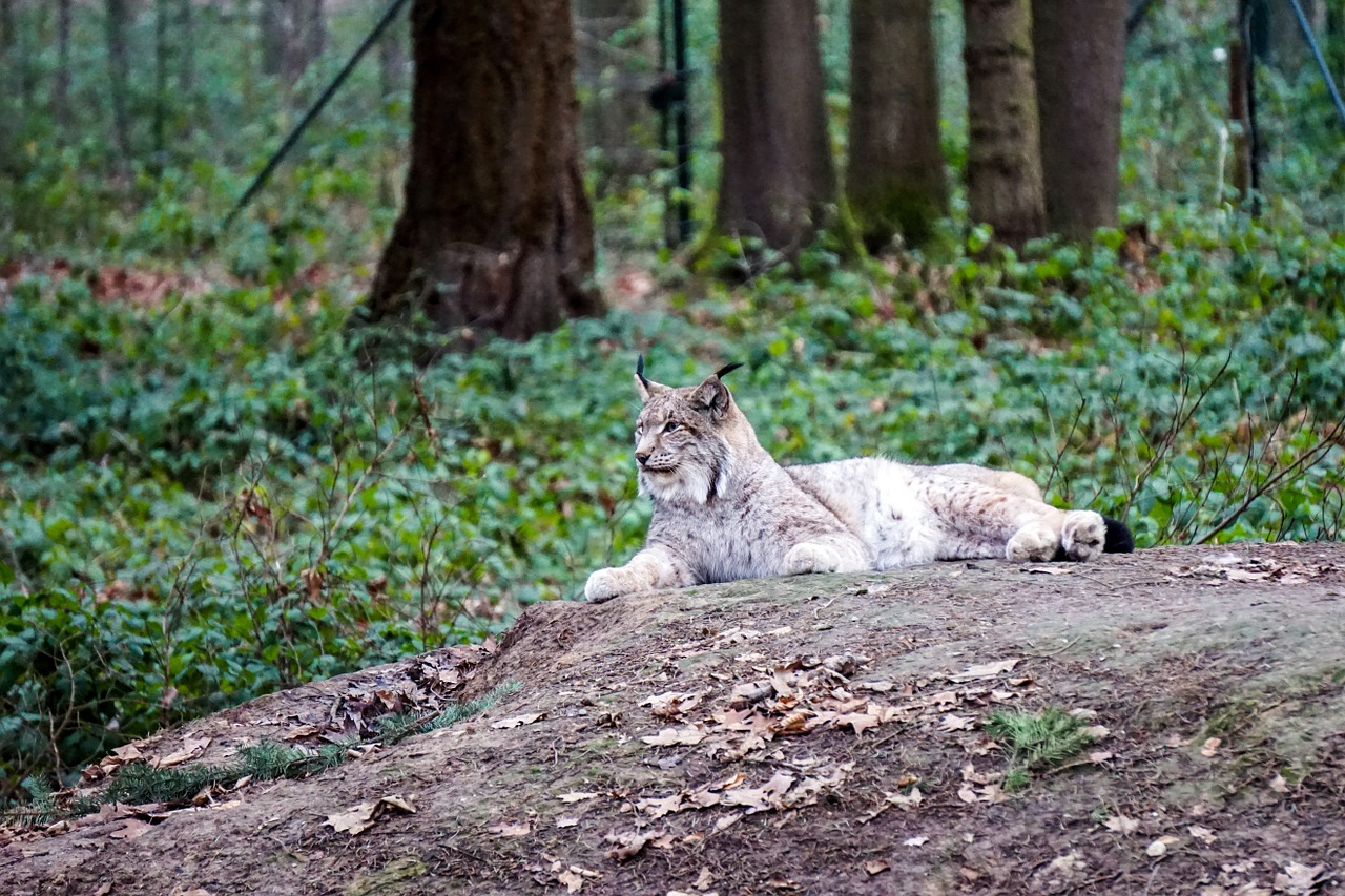 wildlife park lynx gangelt free photo