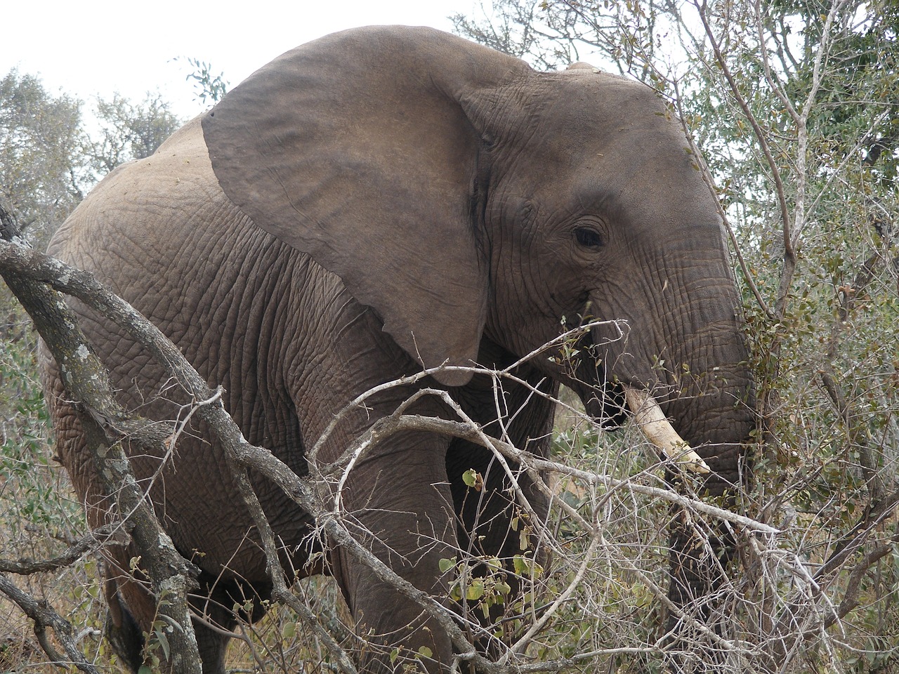 wildlife park elephant safari free photo