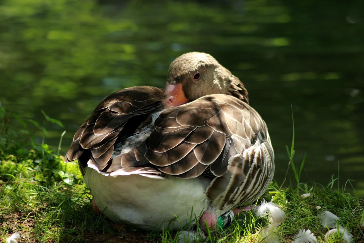 wildlife park greylag goose federtier free photo