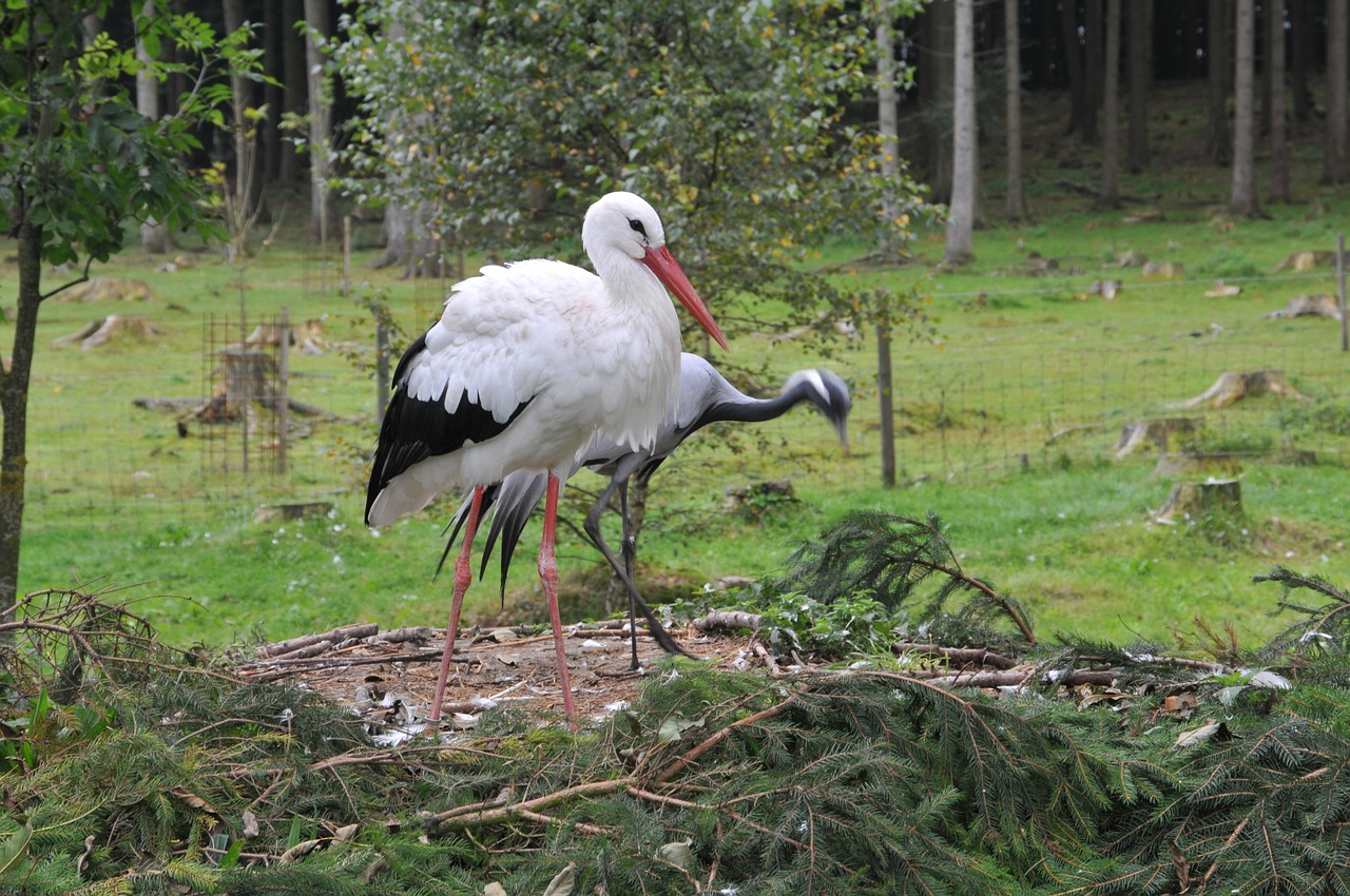 wildlife park poing stork free photo