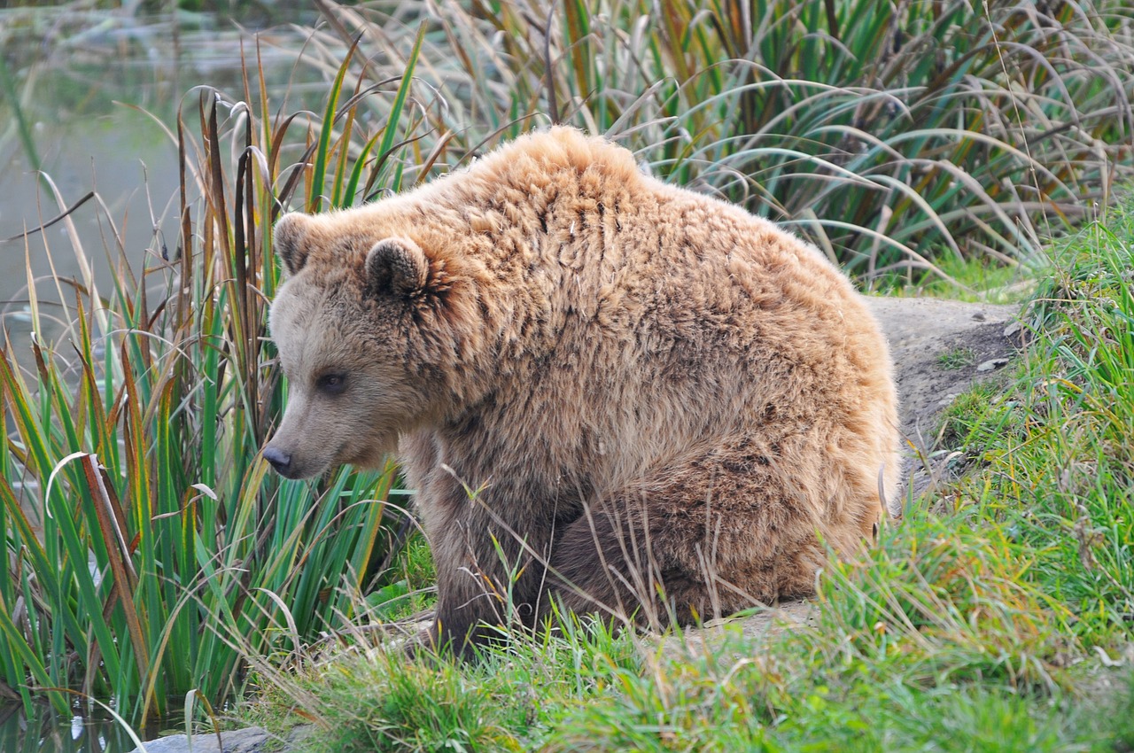 wildlife park poing bear free photo