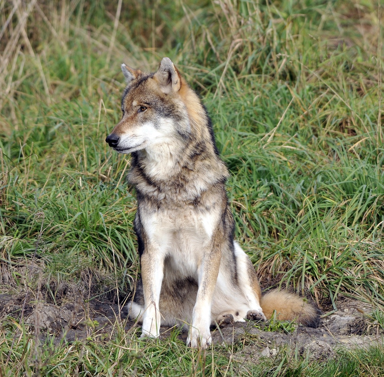 wildlife park poing wolf free photo