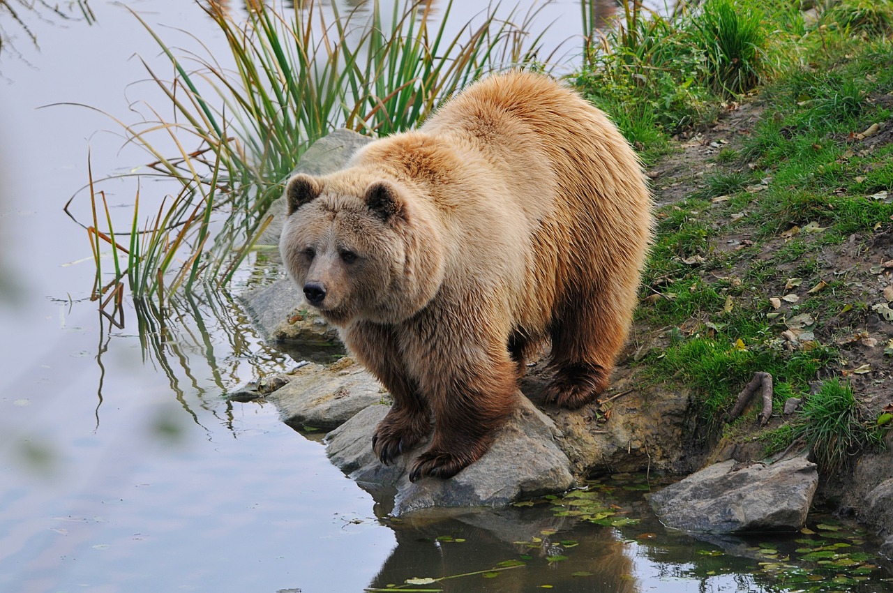 wildlife park poing bear free photo